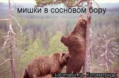 мишки в сосновом бору... Котоматрица: мишки в сосновом бору