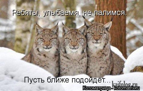 Ребяты, улыбаемя, не палимся. Пусть ближе подойдёт...... Котоматрица: Ребяты, улыбаемя, не палимся. Пусть ближе подойдёт...