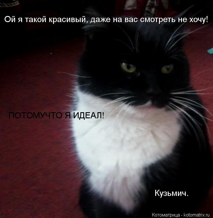 Котоматрица: Ой я такой красивый, даже на вас смотреть не хочу! ПОТОМУЧТО Я ИДЕАЛ! Кузьмич.