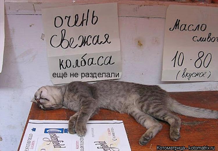 ещё не разделали... Котоматрица: ещё не разделали