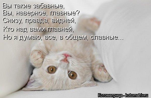 Котоматрица: Вы такие забавные, Вы, наверное, главные? Снизу, правда, видней, Кто над вами главней, Но я думаю, все, в общем, славные...