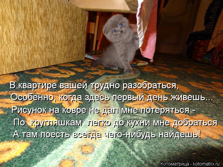 В квартире вашей трудно разобраться, Особенно, когда здесь первый день живешь... Рисунок на ковре не ... Котоматрица: В квартире вашей трудно разобраться, Особенно, когда здесь первый день живешь... Рисунок на ковре не дал мне потеряться - По кругляшкам легк