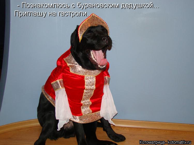 Котоматрица: - Познакомлюсь с бурановским дедушкой... Приглашу на гастроли....