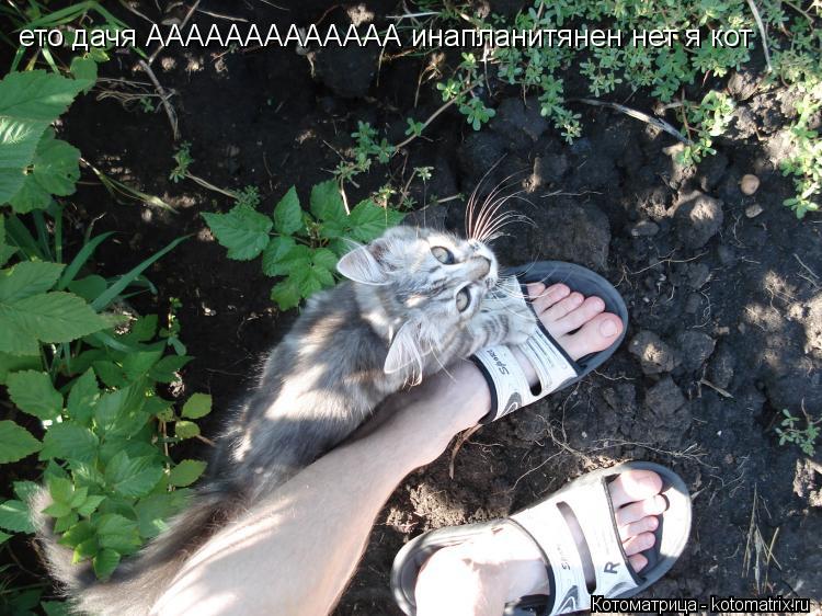 Котоматрица: ето дачя ААААААААААААА инапланитянен нет я кот