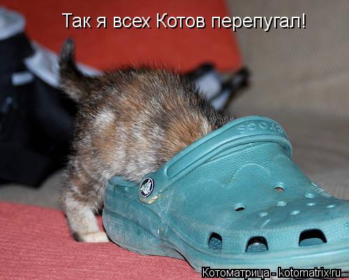 Котоматрица: Так я всех Котов перепугал!