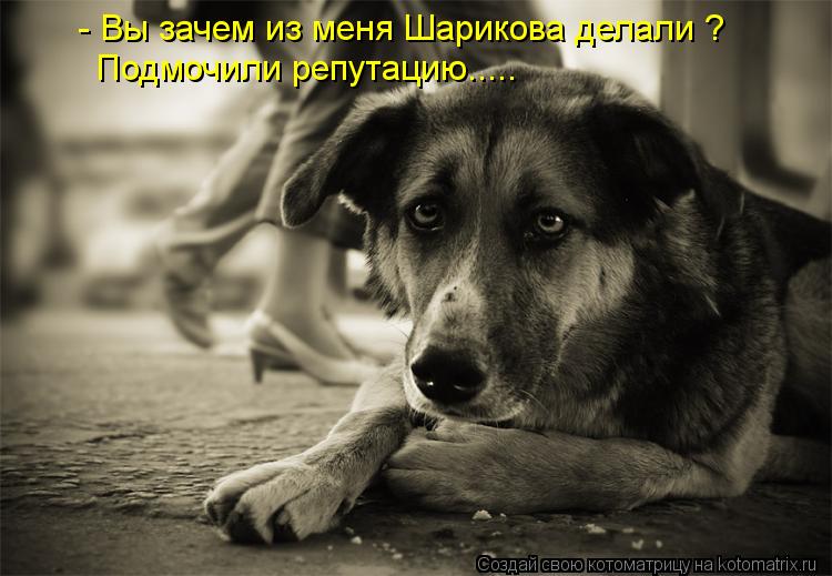 Котоматрица: - Вы зачем из меня Шарикова делали ? Подмочили репутацию.....