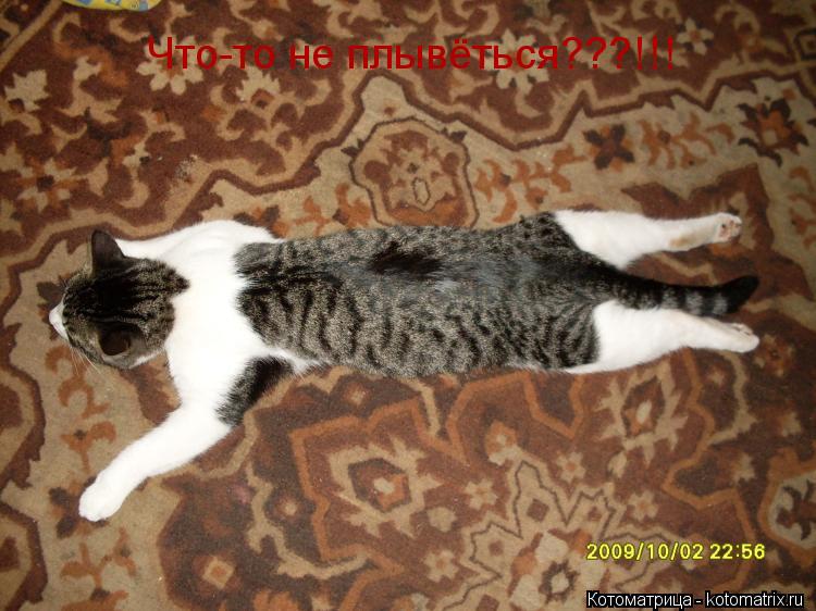 Котоматрица: Что-то не плывёться???!!!