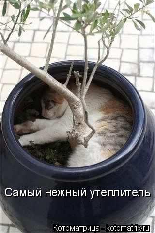 Котоматрица: Самый нежный утеплитель