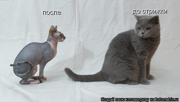 Котоматрица: до стрижки после