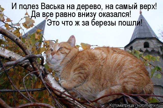 И полез Васька на дерево, на самый верх! Да все равно внизу оказался! Это что ж за березы пошли!... Котоматрица: И полез Васька на дерево, на самый верх! Да все равно внизу оказался! Это что ж за березы пошли!