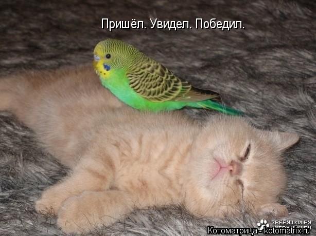 Котоматрица: Пришёл. Увидел. Победил.