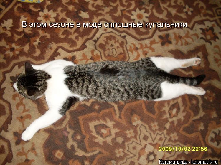 Котоматрица: В этом сезоне в моде сплошные купальники