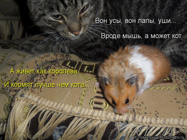 Вон усы, вон лапы, уши... Вроде мышь, а может кот А живет как королева... И кормят лучше чем кота...... Котоматрица: Вон усы, вон лапы, уши... Вроде мышь, а может кот А живет как королева... И кормят лучше чем кота...