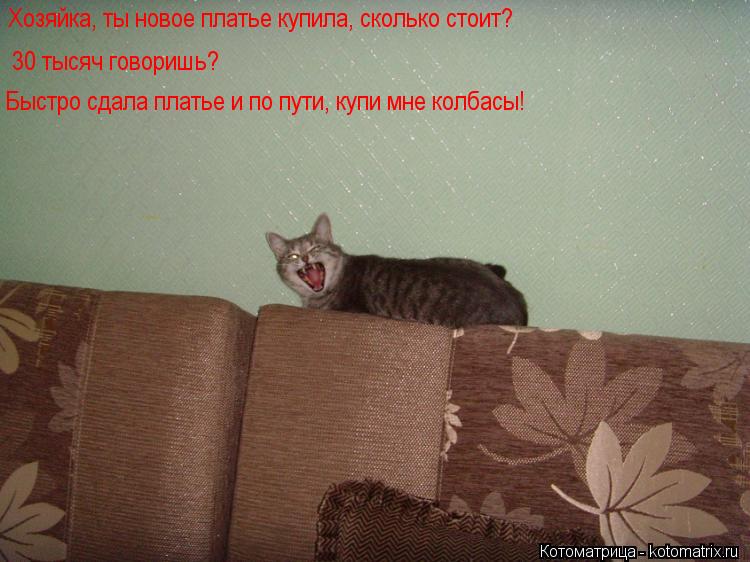 Хозяйка, ты новое платье купила, сколько стоит? 30 тысяч говоришь? Быстро сдала платье и по пути, куп... Котоматрица: Хозяйка, ты новое платье купила, сколько стоит? 30 тысяч говоришь? Быстро сдала платье и по пути, купи мне колбасы!