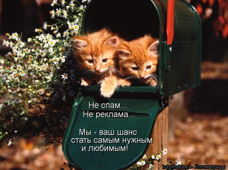 Котоматрица: стать самым нужным Не спам... Не реклама... Мы - ваш шанс и любимым!