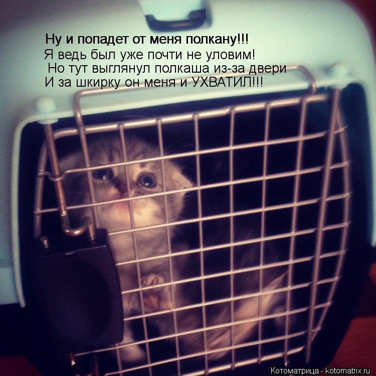Котоматрица: Ну и попадет от меня полкану!!! Ну и попадет от меня полкану!!! Я ведь был уже почти не уловим!  Но тут выглянул полкаша из-за двери И за шкирку о