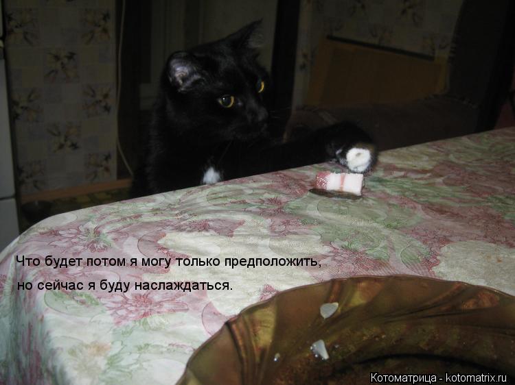 Что будет потом я могу только предположить, но сейчас я буду наслаждаться.... Котоматрица: Что будет потом я могу только предположить, но сейчас я буду наслаждаться.