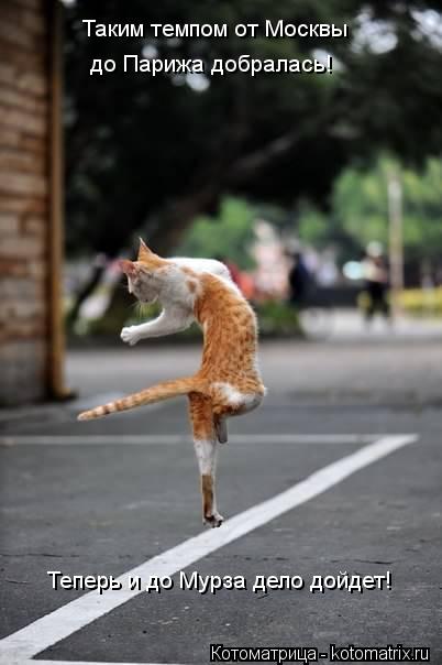 Котоматрица: Таким темпом от Москвы до Парижа добралась! Теперь и до Мурза дело дойдет!