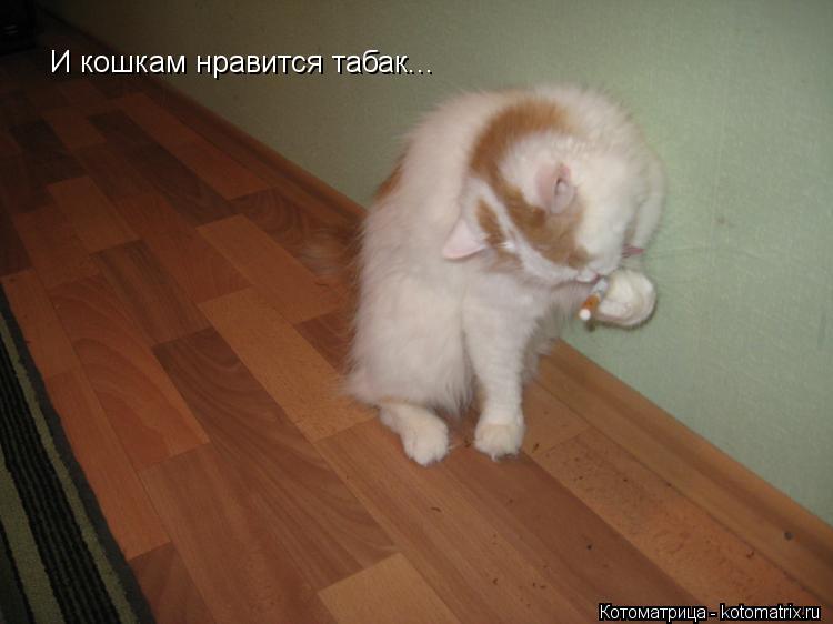 И кошкам нравится табак...... Котоматрица: И кошкам нравится табак...