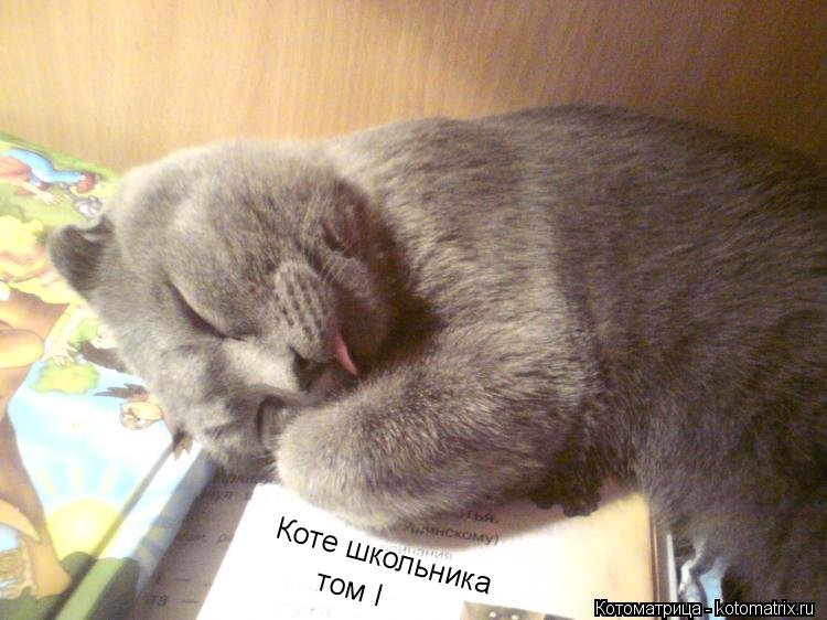 Коте школьника том I... Котоматрица: Коте школьника том I