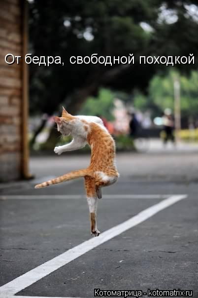 Котоматрица: От бедра, свободной походкой