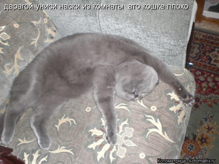 Котоматрица: дарагой униси наски из комнаты  ато кошке плохо