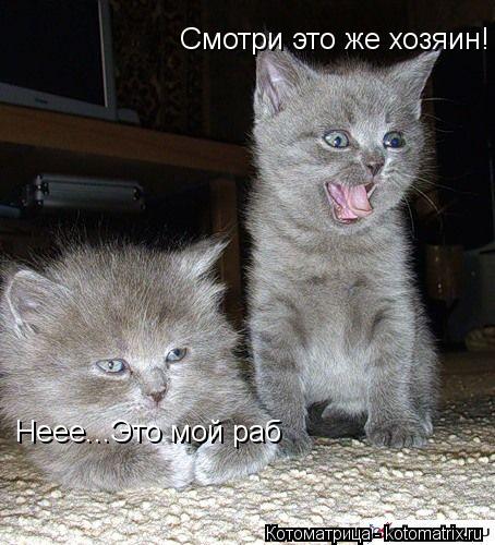 Смотри это же хозяин! Неее...Это мой раб... Котоматрица: Смотри это же хозяин! Неее...Это мой раб
