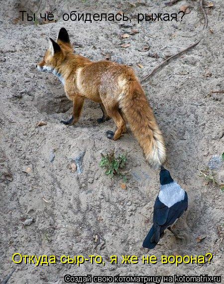 Котоматрица: Ты чё, обиделась, рыжая? Откуда сыр-то, я же не ворона?