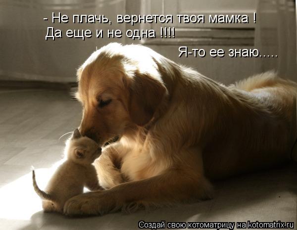 Котоматрица: - Не плачь, вернется твоя мамка ! Да еще и не одна !!!! Я-то ее знаю.....
