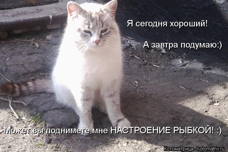Котоматрица: Я сегодня хороший! А завтра подумаю:) Может вы поднимете мне НАСТРОЕНИЕ РЫБКОЙ! :)