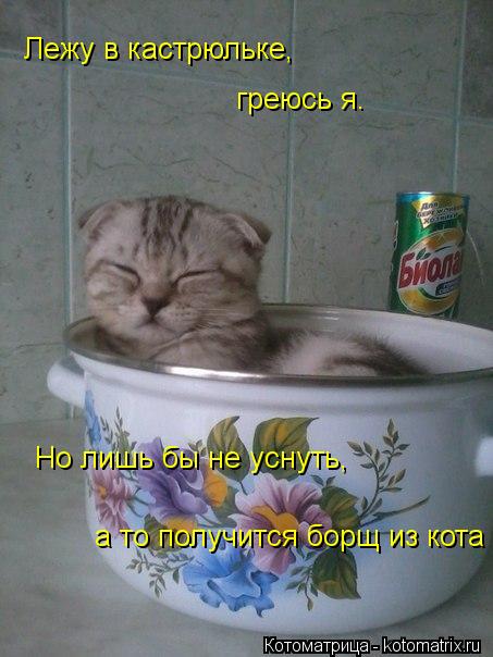 Лежу в кастрюльке, греюсь я. Но лишь бы не уснуть, а то получится борщ из кота... Котоматрица: Лежу в кастрюльке, греюсь я. Но лишь бы не уснуть, а то получится борщ из кота