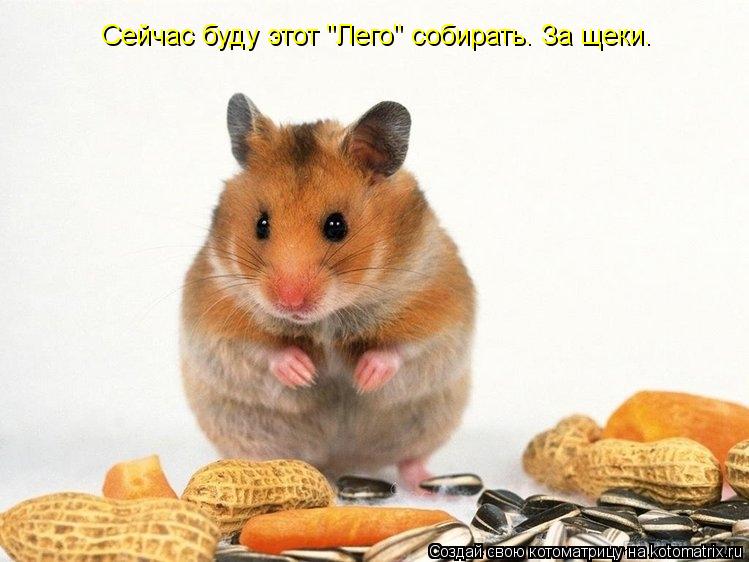 Котоматрица: Сейчас буду этот "Лего" собирать. За щеки.