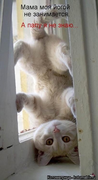 Котоматрица: Мама моя йогой не занимается. А папу я не знаю...