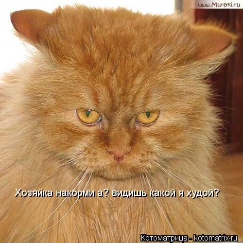 Котоматрица: Хозяйка накорми а? видишь какой я худой?