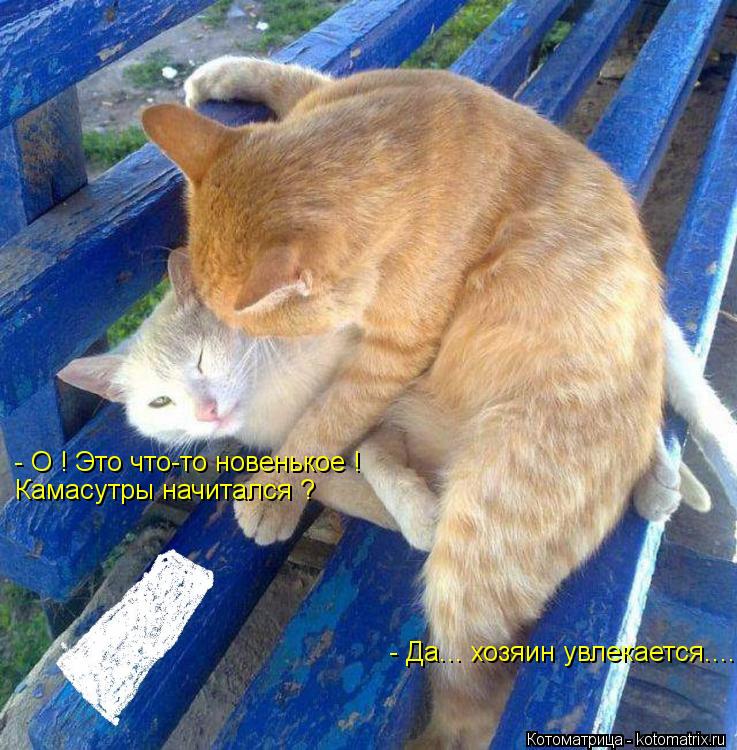 Котоматрица: - О ! Это что-то новенькое ! Камасутры начитался ? - Да... хозяин увлекается....