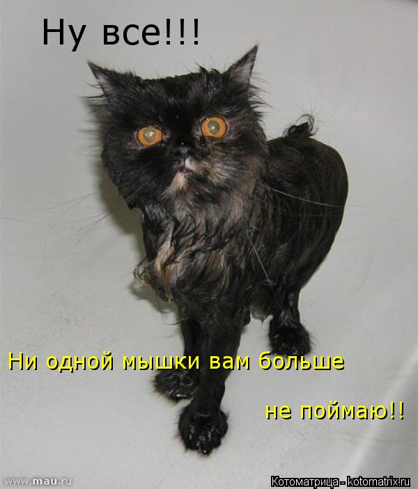 Котоматрица: Ну все!!! Ни одной мышки вам больше не поймаю!!
