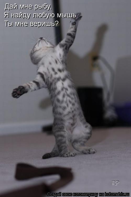Котоматрица: Дай мне рыбу, Я найду любую мышь Ты мне веришь?
