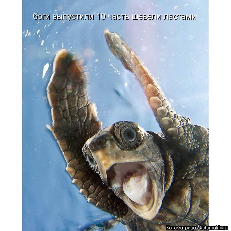 Котоматрица: боги выпустили 10 часть шевели ластами