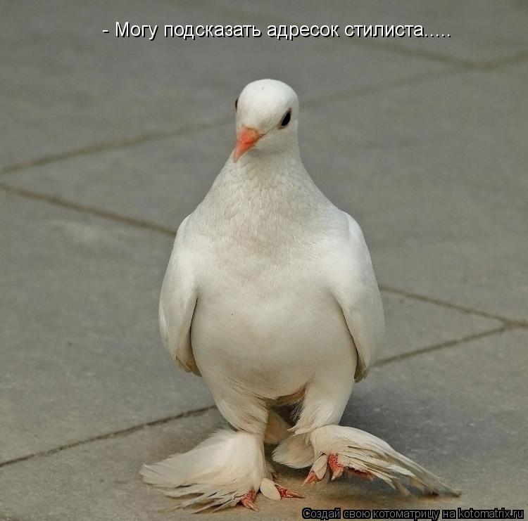 Котоматрица: - Могу подсказать адресок стилиста.....