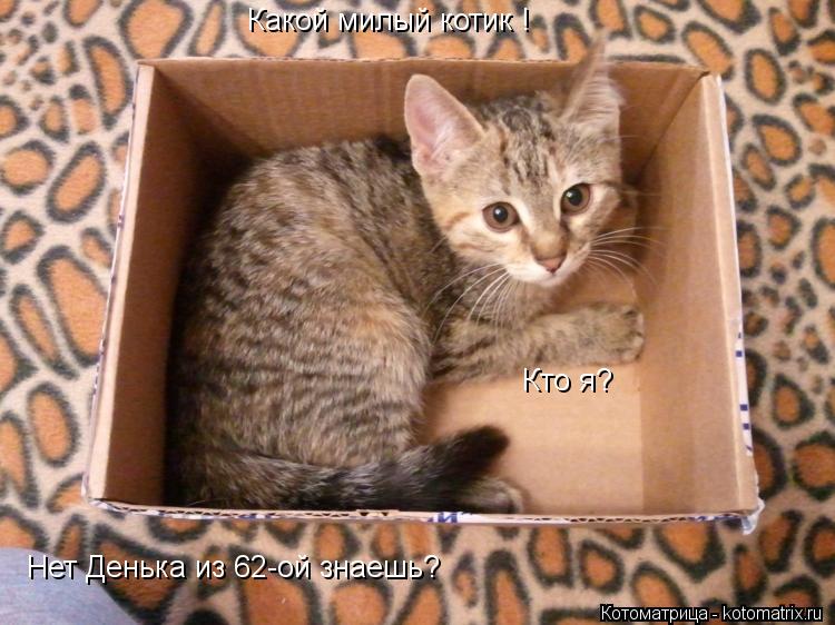 Котоматрица: Какой милый котик ! Кто я? Нет Денька из 62-ой знаешь?
