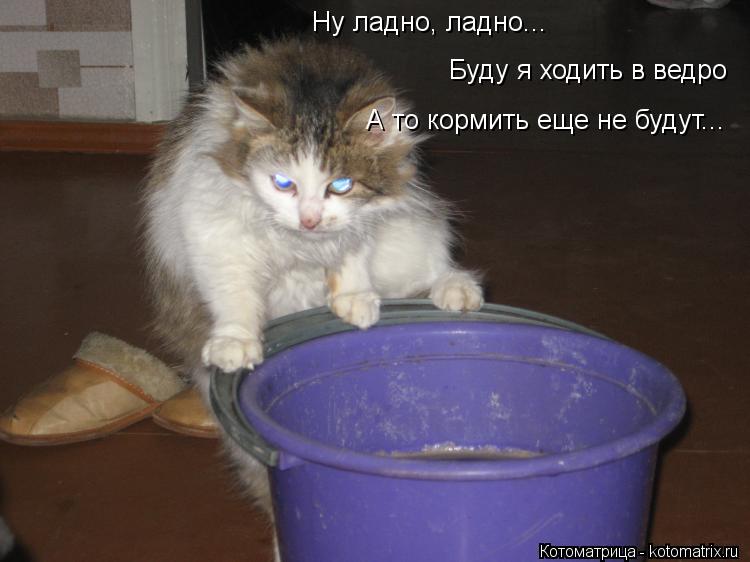 Ну ладно, ладно... Буду я ходить в ведро А то кормить еще не будут...... Котоматрица: Ну ладно, ладно... Буду я ходить в ведро А то кормить еще не будут...