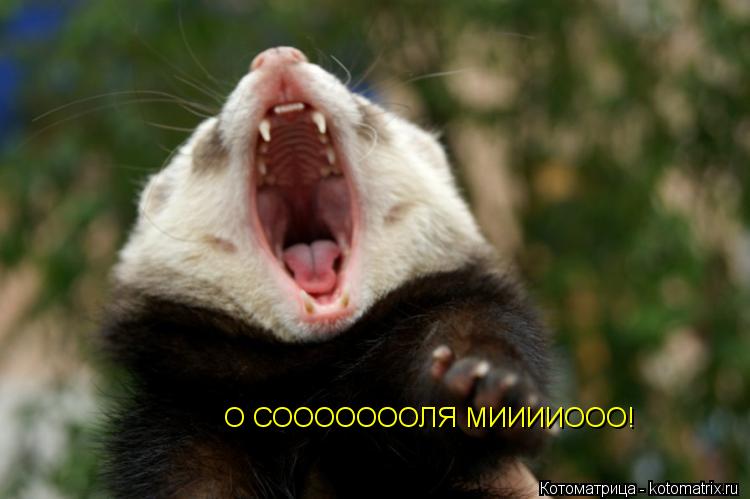 О СОООООООЛЯ МИИИИООО!... Котоматрица: О СОООООООЛЯ МИИИИООО!