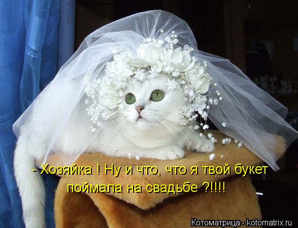 Котоматрица: поймала на свадьбе ?!!!! - Хозяйка ! Ну и что, что я твой букет