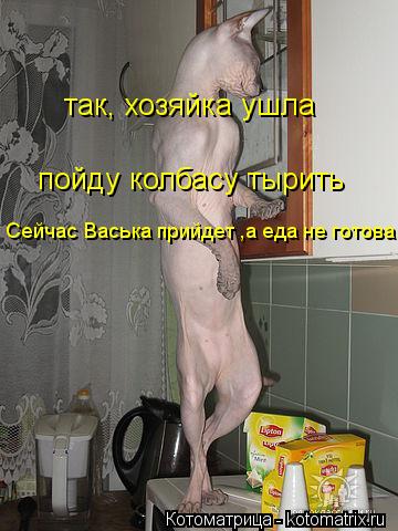 пойду колбасу тырить так, хозяйка ушла Сейчас Васька прийдет ,а еда не готова... Котоматрица: пойду колбасу тырить так, хозяйка ушла Сейчас Васька прийдет ,а еда не готова