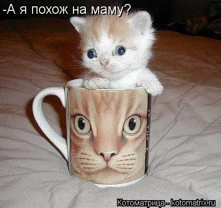 Котоматрица: -А я похож на маму?
