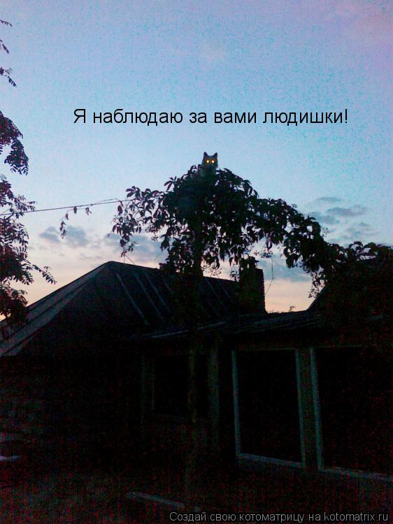 Я наблюдаю за вами людишки!... Котоматрица: Я наблюдаю за вами людишки!