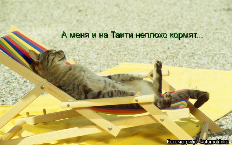 Котоматрица: А меня и на Таити неплохо кормят...