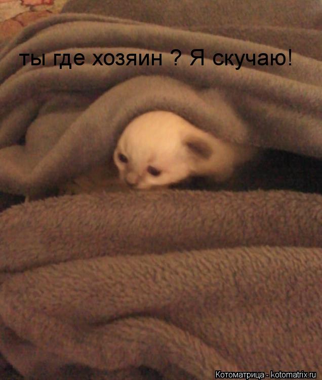 Котоматрица: ты где хозяин ? Я скучаю!