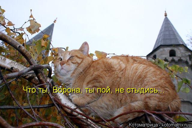 Котоматрица: Что ты, Ворона, ты пой, не стыдись...
