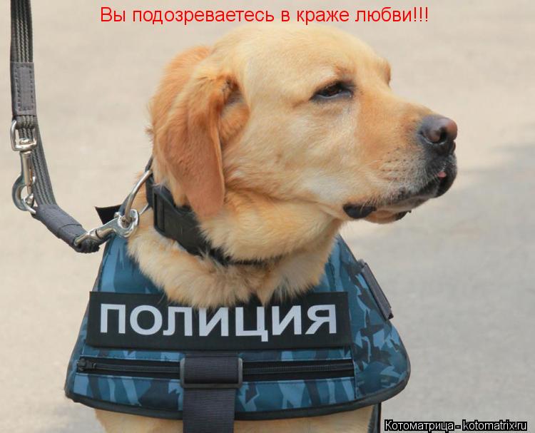 Котоматрица: Вы подозреваетесь в краже любви!!!